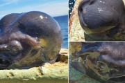 【動画】容姿のインパクトが凄すぎる深海魚、捕獲される