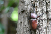 民家の庭の樹木にカブトムシが何故か大集合　計60匹確認