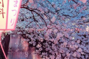 外国人「これが桜の季節の日本だ、一生に一度は訪れてみたいね」