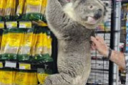 スーパーにコアラが来店ｗｗｗｗｗｗ