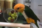 鳥の反抗期？冷蔵庫のぶどうを片っ端から床に落とすシロハラインコ