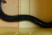 【画像】鰻釣ってきた