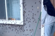 これは地獄。巨大昆虫に好かれてしまったご自宅の映像がキツい。