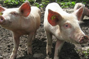 群馬県で豚670頭が盗まれていたことが判明、日本どうなっちゃってるんだよ…