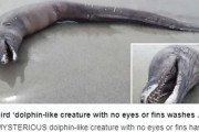 【UMA】イルカ？ウツボ？正体不明の謎の生物がメキシコのビーチに打ち上げられているのが発見される！