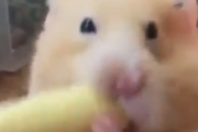 ハムスターの口の中は宇宙か？どこまでも入っていくハムスターの食事風景。海外の反応