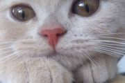 【ねこ画像】箱からこんにちわ、隠れてるつもり？ ほか【再】