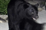 【山口】民家の庭にクマ出没！センサーライトが反応