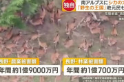 南アルプスにシカの大群　山肌埋め尽くす501頭　地元住民「こんな数は見たことない」 長野