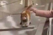 【ネコ】 地下鉄のエスカレーターに乗っていた。一緒に地下までご案内♪ → こちらはトルコの日常です…