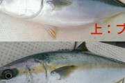 【画像】魚好きのお前らならこいつらの違いわかるだろ？