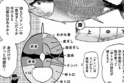 マグロはどんな部位も美味いまさにキング・オブ・フィッシュだね！