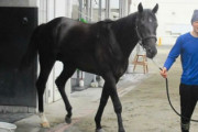 【2歳新馬】シュバルツガイスト国枝厩舎から素質馬がデビュー