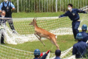 ◆朗報◆荒川河川敷のシカ、殺処分免れた！千葉の「市原ぞうの国」で飼育へ…名前は「ケープ」くん