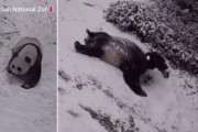 ワシントンD.C.の降雪にパンダも大喜び！　全身で雪と戯れる姿が可愛い