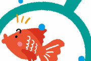 【ヤバイ！】金魚に白いポツポツ出てきた！！！！！