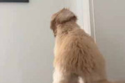 【犬】 ソファの隅に乗って、うちの娘の帰りを犬が待っていた。きた～♪ → こうなっちゃう…