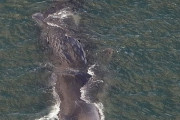 大阪湾の迷いクジラ“淀ちゃん”死ぬ　大阪市