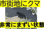 クマが変化「非常にまずい状態」市街地にクマ出没の理由　山にエサがないのに農作物が実ることも理由か