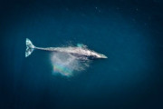 【衝撃】クジラさん、恐竜が滅んだ後に陸から出戻りした生物だった