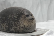 【朗報】アザラシ、丸いｗｗｗｗｗｗ