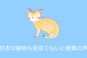 日本政府が「台風時に猫の島のネコを避難させたこと」がタイで話題に！続々と感謝の声が！【タイ人の反応】
