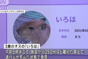 日光の脱走カピバラ、路上で死んだ状態で見つかる… 車にはねられたか