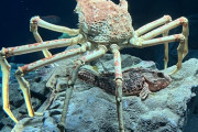水族館にいるカニって謎の不気味さあるよな