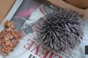 女性「散歩中にハリネズミの赤ん坊を見つけて連れ帰って一晩中世話したけど、全く動かないの！」 → 翌朝、獣医に連れて行くと最悪の正体が判明ｗｗｗｗｗ
