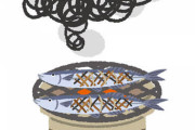 【悲報】刺身より焼いた方が美味い魚、秋刀魚と鰻しか存在しない・・・・・・・・