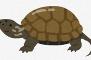 イシガメの良さを語りたい（画像あり）