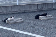 【画像】なんか駐車場に猫おった