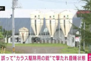 【北海道】カラスの駆除をしようと…牧場主が空気銃を誤射、頭を撃たれた従業員が昏睡状態に