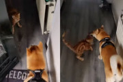 散歩から帰ってきた柴犬を誰よりも待っていたのは猫だった。そこからの遊んでモードが止まらない！