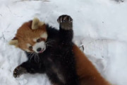 【動画】レッサーパンダさん、雪でテンションがあがってしまう