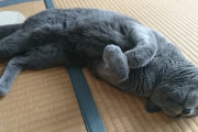 猫を飼うメリットを教えてくれないか？？？？？？？