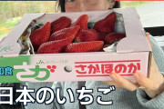 日本のいちごに海外「大きくてきれい！」旅先で味わった甘さと果汁