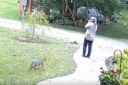 【動画】女さん、キツネ?に襲われる → キツネが狂犬病だったと判明