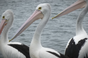 ペリカンはこの世の物とは思えない気の狂い方をしている