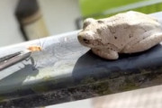 【動画】このカエル笑ったｗｗｗ彼はただ餌をあげようとしただけなのに。