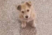 【ネコ】 近所の子犬がちょこんと待っていた。猫さ～ん♪ → 子犬、今日も猫の出待ちです…