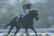 【競馬】フィエールマン宝塚記念へ　吉田代表が明言