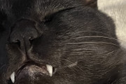 猫さん、寝てると歯が出てしまう