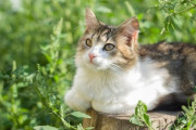 【動物】ネコ業界では世紀の発見！ネコが猫草を食べる理由　葉酸、ストレス解消…ではない意外な新説