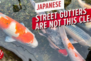 海外視聴者「素敵だね！」鯉が棲めるほどきれい？日本の「側溝」に迫ったミニドキュメンタリー