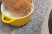 【悲報】ネコさん、飲み方が下手くそすぎる【動画】