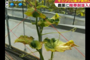 【長野】大量の農作物が枯れる被害相次ぐ　何者かが農薬に除草剤混入か