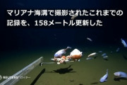 【画像】俺「水深8336mの深海魚かぁ…見た目グロいんだろうなぁ」→結果wwww