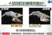 【速報】エビも中国発ウイルス「DIV1」猛威　致死率80％以上　アジアに拡散へ