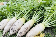 大根、美味しい食べ方が「おでん」「漬物」しかない…